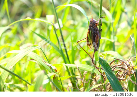 バイオリンの美しい音色のように鳴くキリギリスの生態写真 バイオリンの美しい音色のように鳴くキリギリスの生態写真 118091530