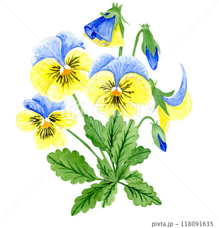 Isolated object-89. Pansy flowers, blue and yellow colours, isolated on white background. 118091635