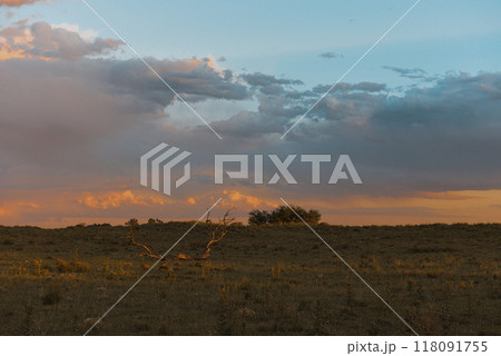 Argentine countryside landscape, La Pampa province, Patagonia, Argentina. 118091755