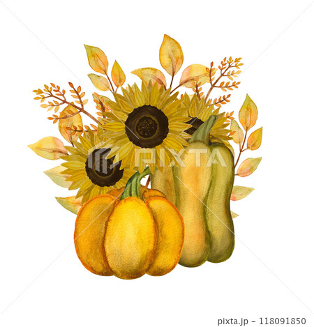 Isolated object-142. Hand drawn autumn illustration, pumpkins and sunflowers. 118091850