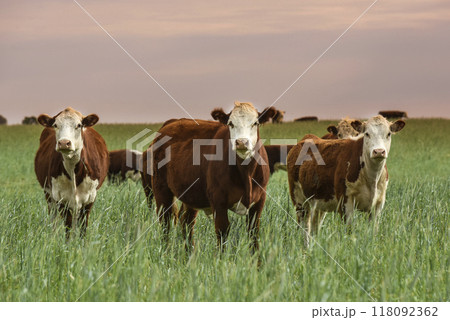 Cattle raising  with natural pastures in Pampas countryside, 118092362