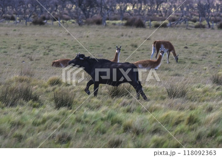 Water buffalo, Bubalus bubalis, species introduced in Argentina, La Pampa province, Patagonia. Water buffalo, Bubalus bubalis, species introduced in Argentina, La Pampa province, Patagonia. 118092363