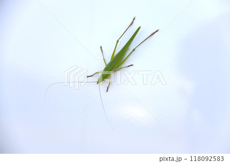 白い車のボディに止まるクビキリギスと言うバックの生態写真 白い車のボディに止まるクビキリギスと言うバックの生態写真 118092583