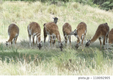 Lama animal, , in pampas grassland environment, La Pampa province, Patagonia,  Argentina 118092905