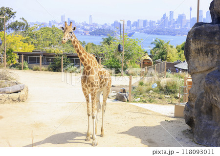 オーストラリア、シドニーにある海とキリンの見える動物園 118093011