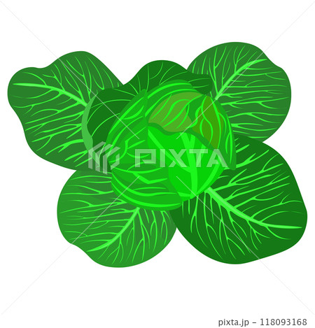 Isolated object-59. Cabbage isolated on white background. 118093168