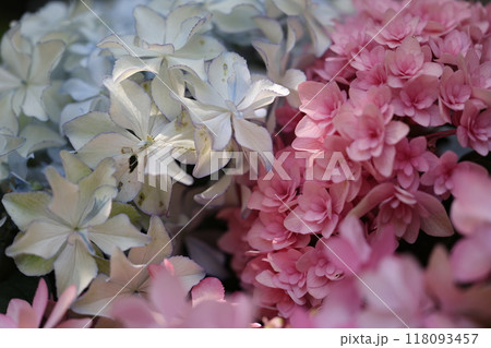 鮮やかな紫陽花 118093457