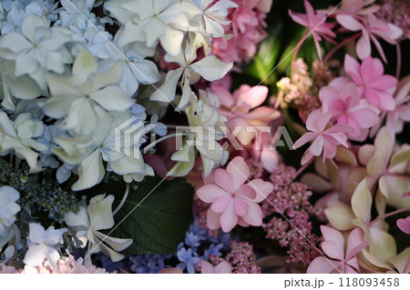 鮮やかな紫陽花 118093458