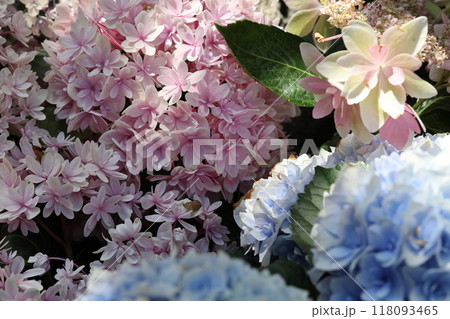 鮮やかな紫陽花 鮮やかな紫陽花 118093465