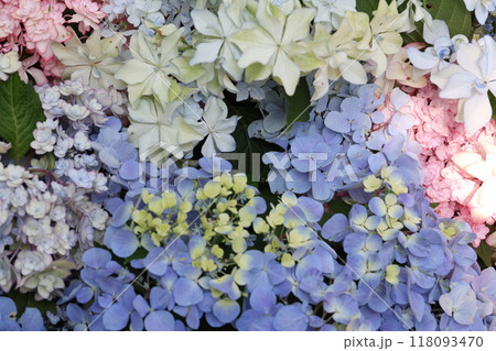 紫陽花 紫陽花 118093470