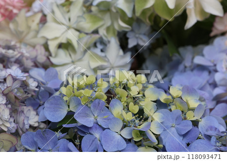 白い紫陽花 118093471