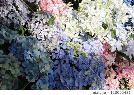 紫陽花 紫陽花 118093481