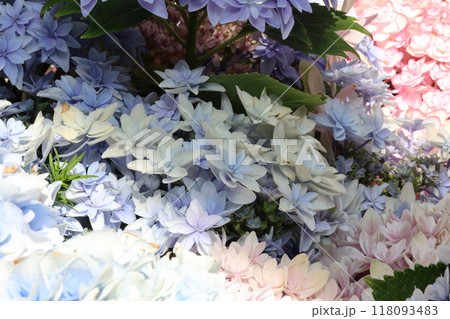 紫陽花 紫陽花 118093483