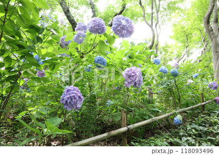 紫陽花 118093496