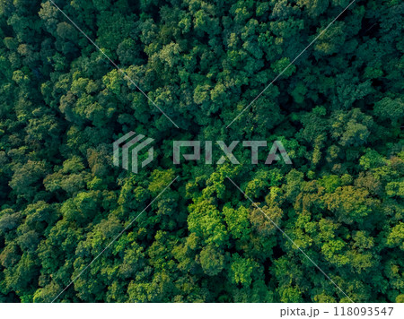 Aerial top view of green trees in forest. Drone view of dense green tree captures CO2. Green tree nature background for carbon neutrality and net zero emissions concept. Sustainable green environment. Aerial top view of green trees in forest. Drone view of dense green tree captures CO2. Green tree nature background for carbon neutrality and net zero emissions concept. Sustainable green environment. 118093547
