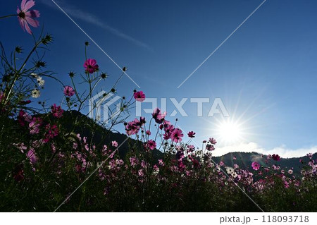 里山に咲くコスモス 118093718