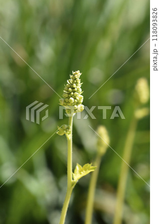 Coral Bells Electric Lime 118093826