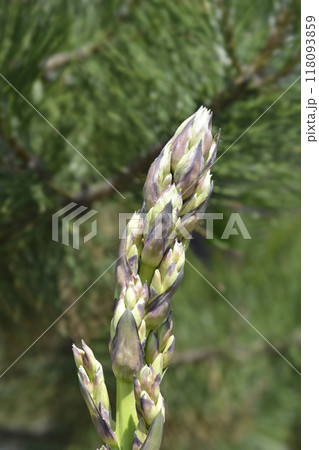 Spanish dagger 118093859