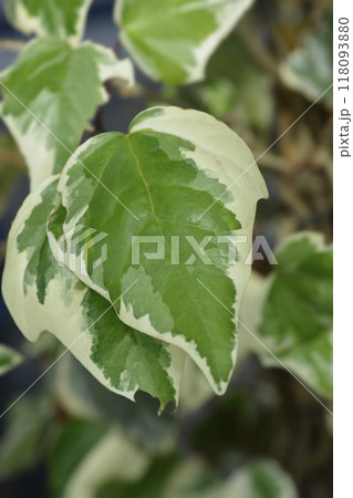 Algerian ivy Glorie de Marengo 118093880