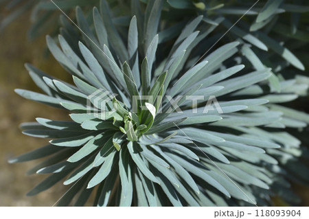 Wulfens spurge 118093904