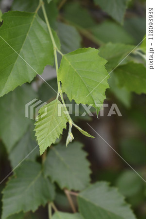 Birch Summer Cascade 118093939