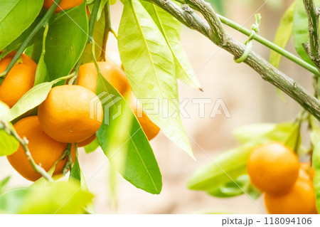 枝に実った温州みかん 118094106