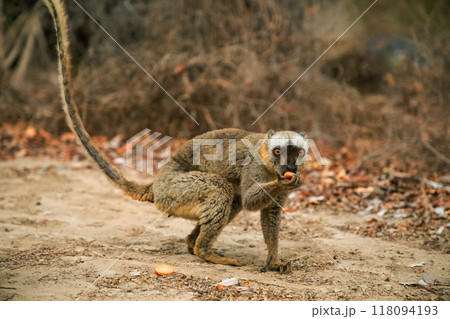 Common brown lemur (Eulemur fulvus) with orange eyes. Common brown lemur (Eulemur fulvus) with orange eyes. 118094193