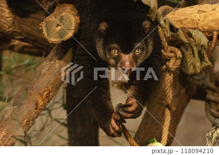 cute wild bear cuscus aulirops ursinus arboreal against blure background. 118094210