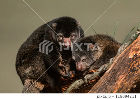 cute wild bear cuscus aulirops ursinus arboreal against blure background. 118094211
