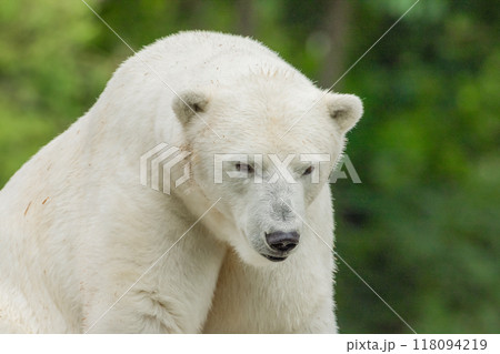 Polar Bear takes a rest Polar Bear takes a rest 118094219
