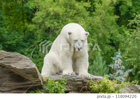 Polar Bear takes a rest 118094220