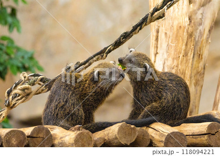 Binturong Arctictis binturong, also known as bearcat. Wildlife animal. Binturong Arctictis binturong, also known as bearcat. Wildlife animal. 118094221