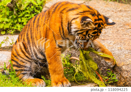 Sumatran tiger family with two little cubs 118094225