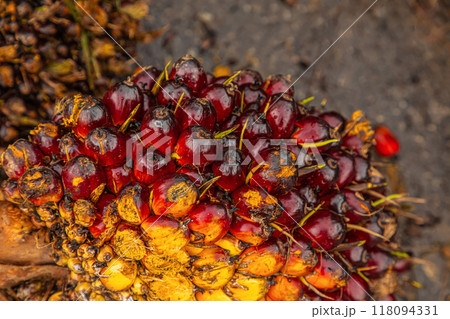 Fresh Fruit Bunch (FFB) in a Palm Oil Plantation after cutting 118094331
