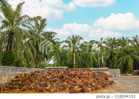Fresh Fruit Bunch (FFB) in a Palm Oil Plantation after cutting 118094332