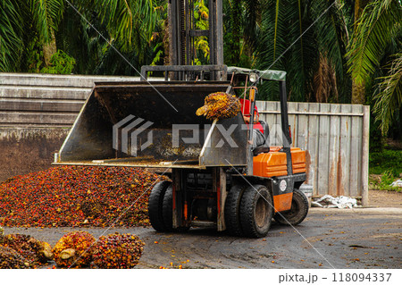 worker operates a forklift to unload harvested palm oil fruit 118094337