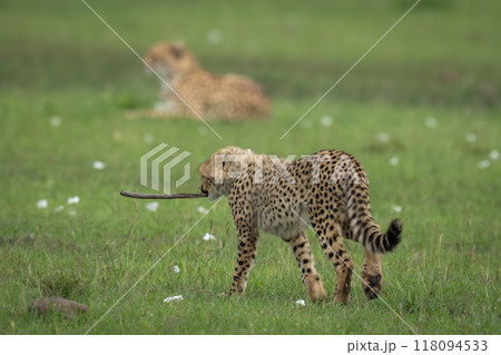 Cheetah cub walks towards mother carrying stick Cheetah cub walks towards mother carrying stick 118094533