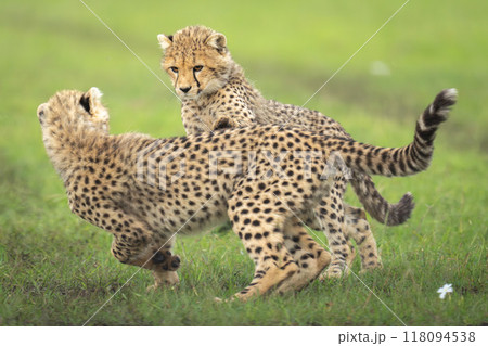 Cheetah cubs chase each other on grassland 118094538