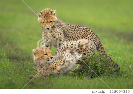 Cheetah cubs fight on grass by bush Cheetah cubs fight on grass by bush 118094539
