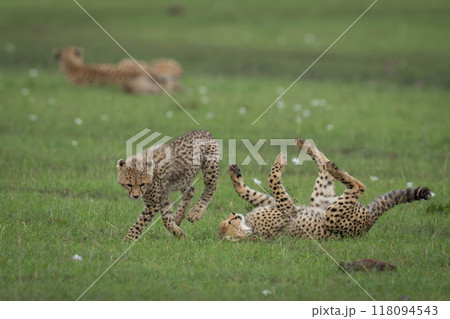 Cheetah cubs play near mother on grass Cheetah cubs play near mother on grass 118094543