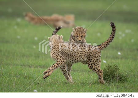 Cheetah cubs play near mother on savannah Cheetah cubs play near mother on savannah 118094545