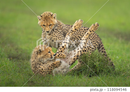 Cheetah cubs play on grass by bush Cheetah cubs play on grass by bush 118094546
