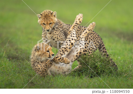 Cheetah cubs playing on grass by bush 118094550