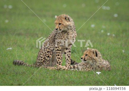 Cheetah cubs sit and lie on savannah 118094556