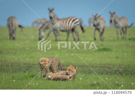 Cheetah lies with two cubs near zebras Cheetah lies with two cubs near zebras 118094570