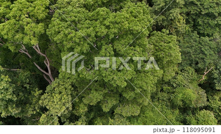 Aerial view the Tropical forest Healthy environment green tone  118095091