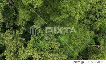 Aerial view the Tropical forest Healthy environment green tone  118095093