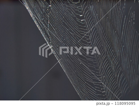 Close-up of a silk web on a dark background Close-up of a silk web on a dark background 118095095