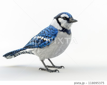 Blue jay bird standing with crest raised illustration 118095375