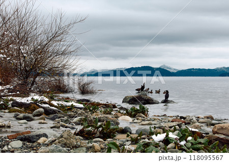 Scenic view of a rocky coastline with ducks, trees and bushes against the backdrop of distant mountains under a blue sky 118095567
